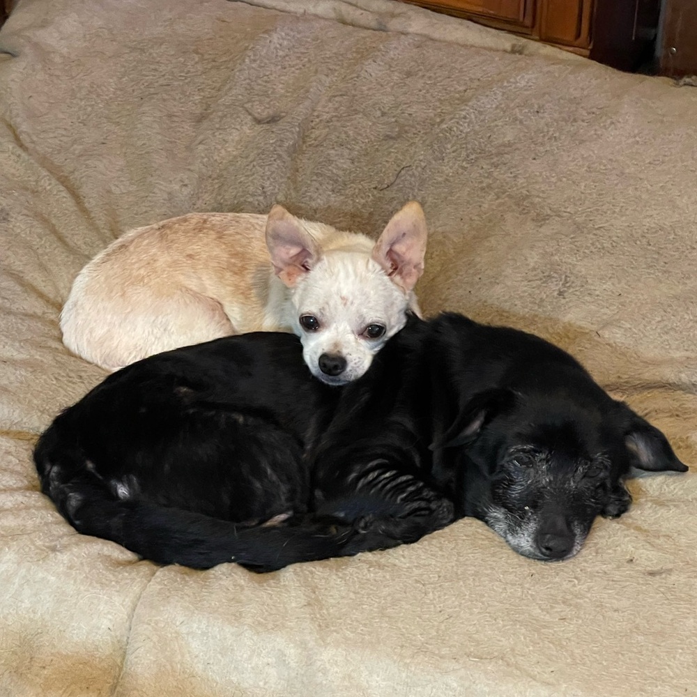 Pet Friendly - image 6